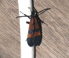 Correbidia terminalis