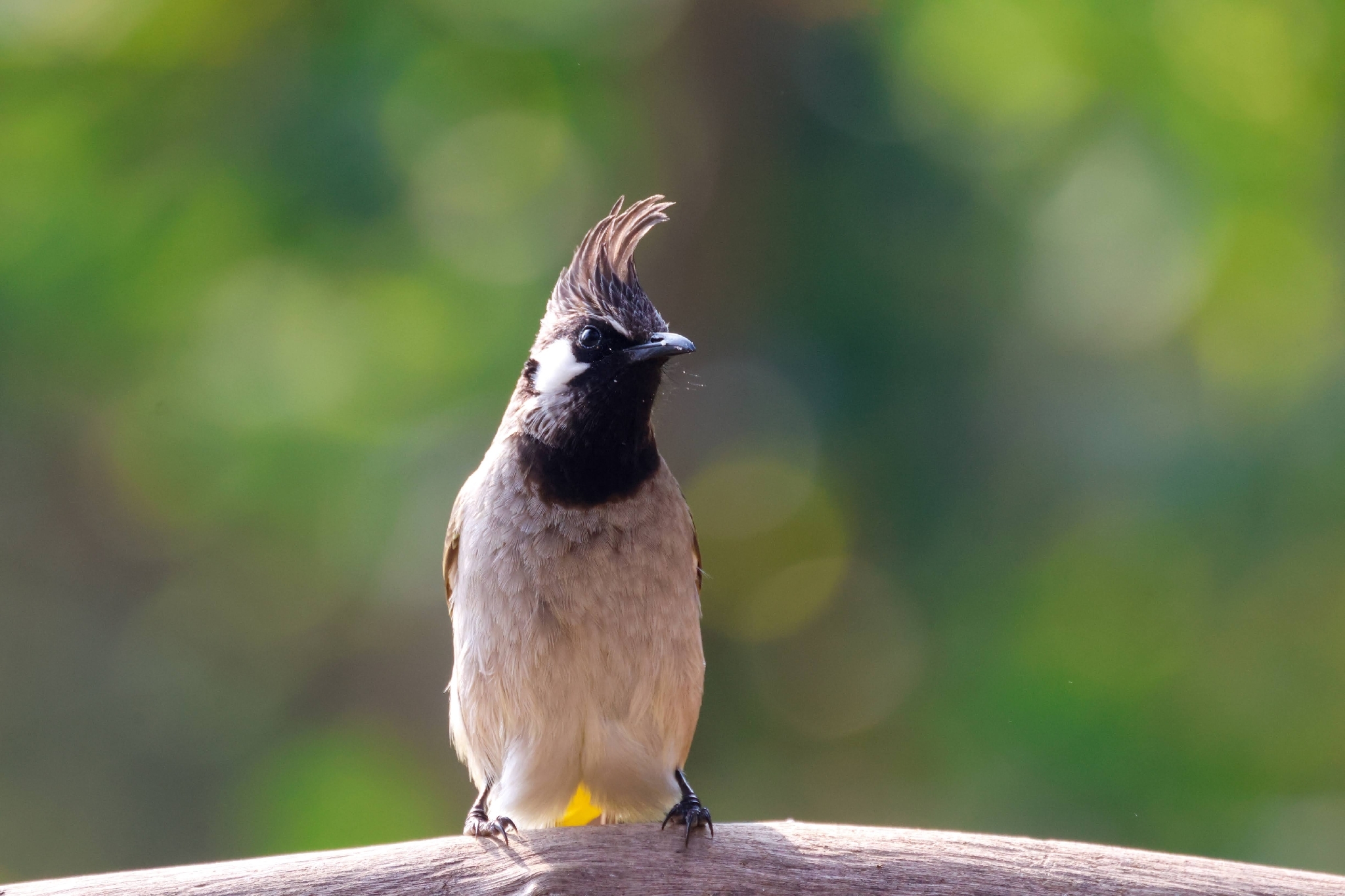 Himalayan Bulbul (Pycnonotus leucogenys), photo 3