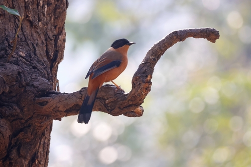 Rufous Sibia (Heterophasia capistrata), photo 4