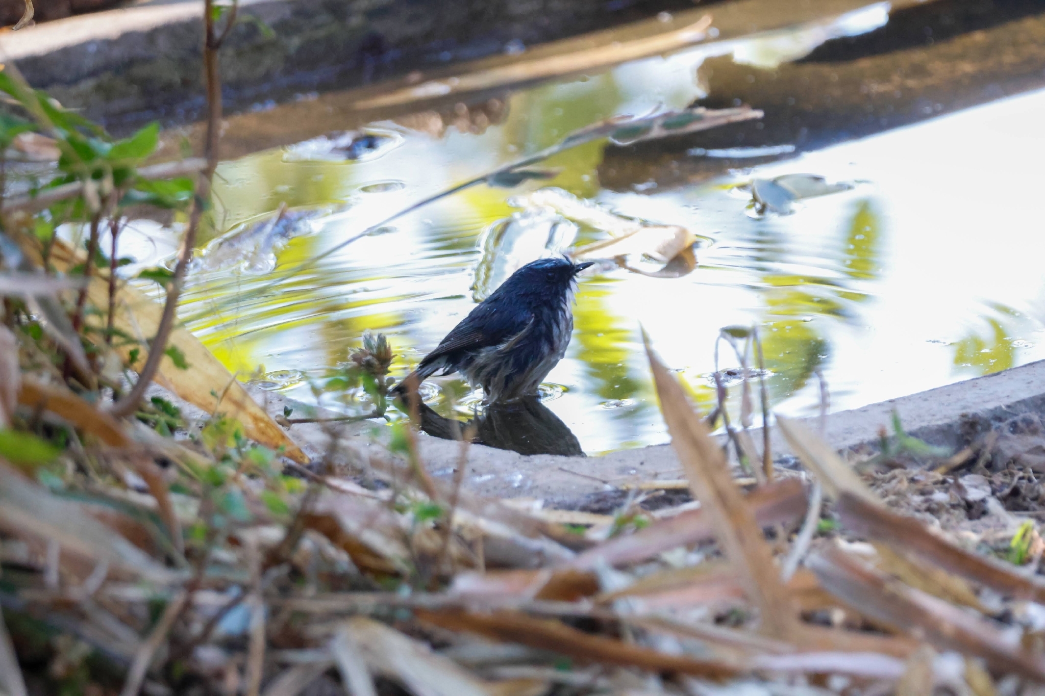Slaty-blue Flycatcher (Ficedula tricolor), photo 1