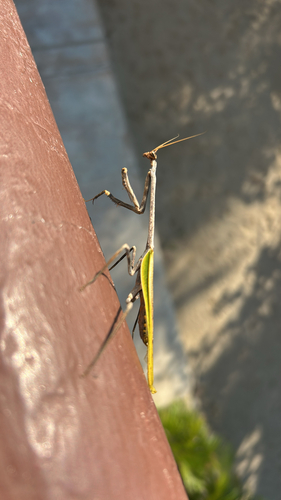 Texas Unicorn Mantis (Pseudovates chlorophaea)