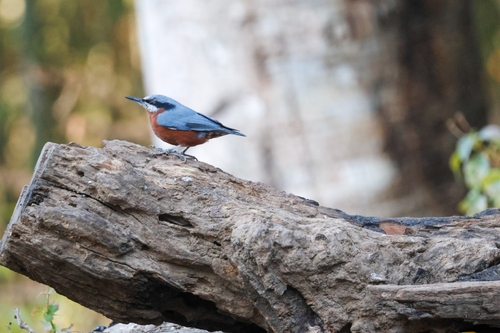 Chestnut-bellied Nuthatch (Sitta cinnamoventris), photo 6