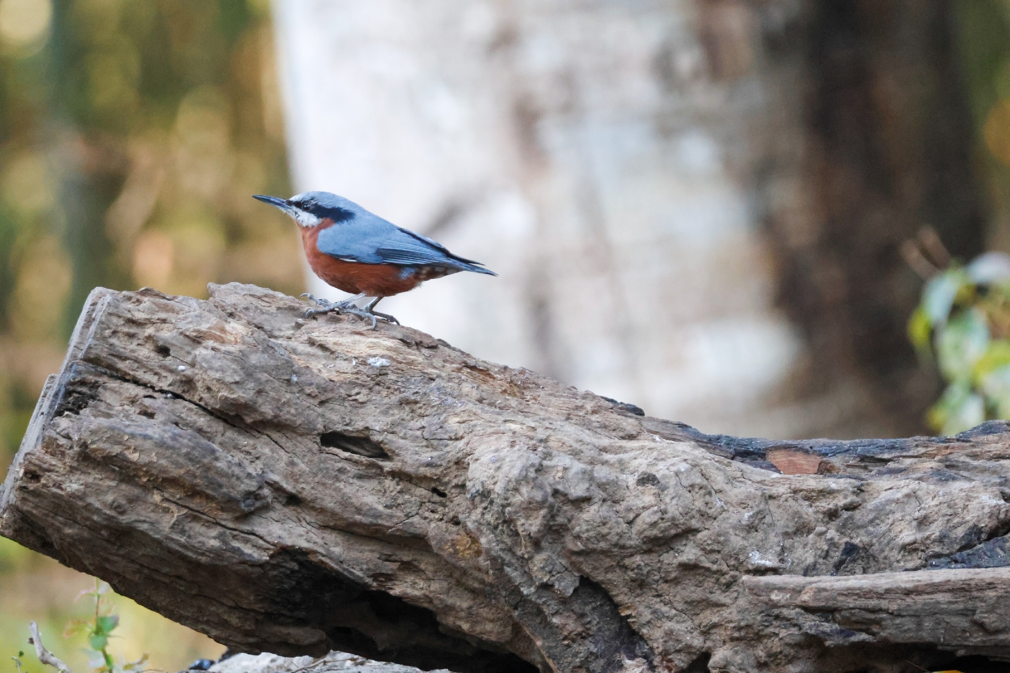 Chestnut-bellied Nuthatch (Sitta cinnamoventris), photo 6