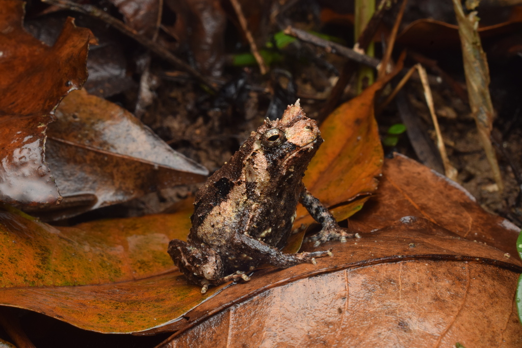 New Guinea Bush Frog (Asterophrys turpicola)