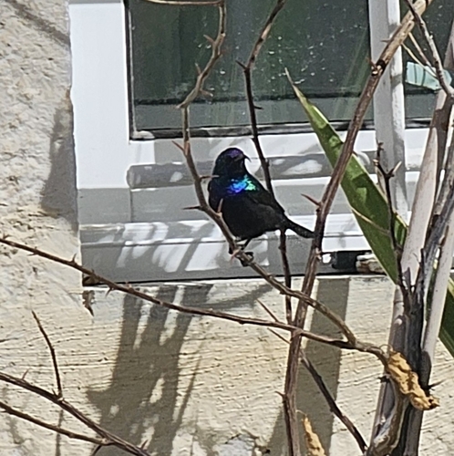 Palestine Sunbird (Cinnyris osea), photo 5