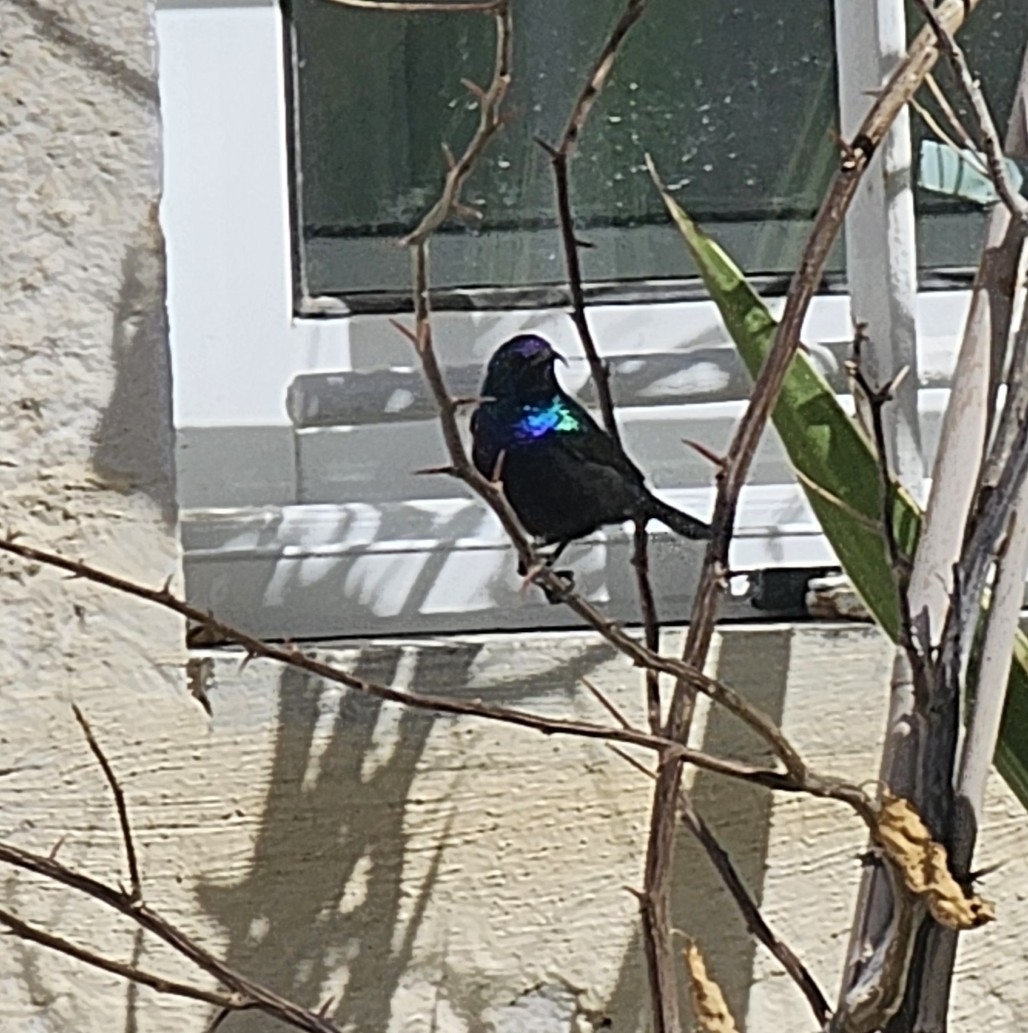 Palestine Sunbird (Cinnyris osea), photo 5