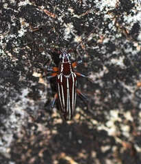 Navomorpha lineata