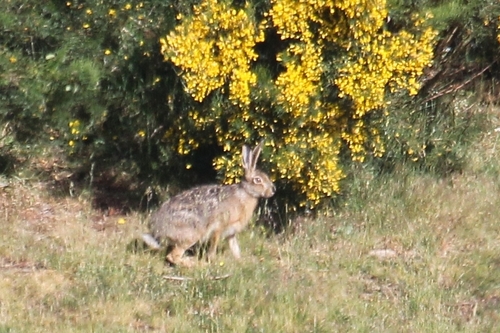 Broom Hare, photo 2 of 7