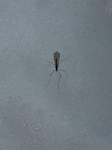 Unknown species found near Undercliff Bypass Trail, Cold Spring, NY, US