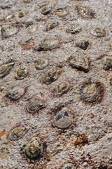 Scutellastra cochlear