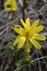 Adonis volgensis
