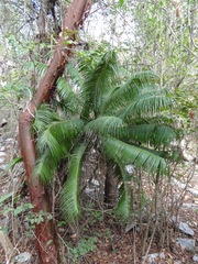 Microcycas calocoma