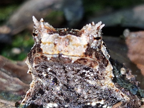 Asterophrys turpicola, 2026-02-16