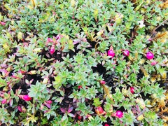 Disterigma empetrifolium