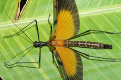 Stratocles costaricensis