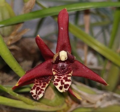Maxillaria tenuifolia