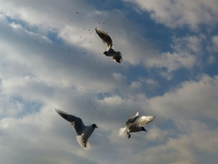 Chroicocephalus ridibundus