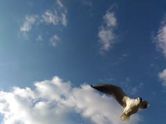 Chroicocephalus ridibundus