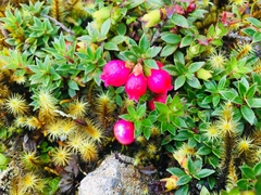 Disterigma empetrifolium