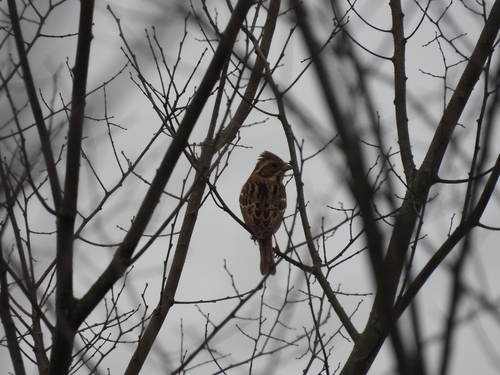 Rustic Bunting