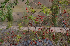 Rosa beggeriana
