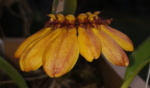 Masters' bulbophyllum (Bulbophyllum mastersianum)
