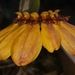 Bulbophyllum mastersianum - Photo (c) Mayuresh Kulkarni, algunos derechos reservados (CC BY-NC), uploaded by Mayuresh Kulkarni