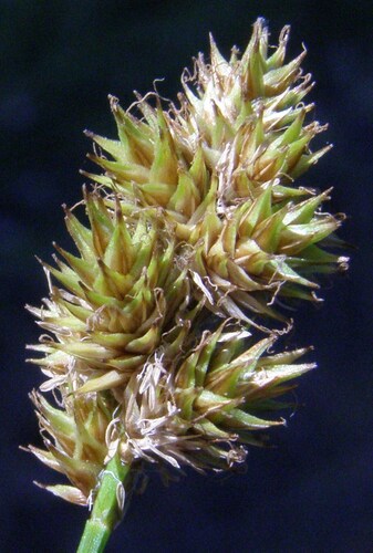Carex subfusca