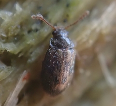 Phloiophilus edwardsii