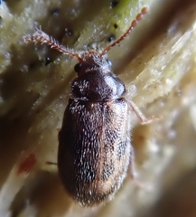 Phloiophilus edwardsii