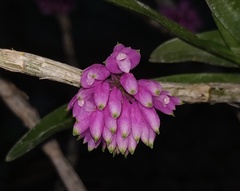 Dendrobium purpureum