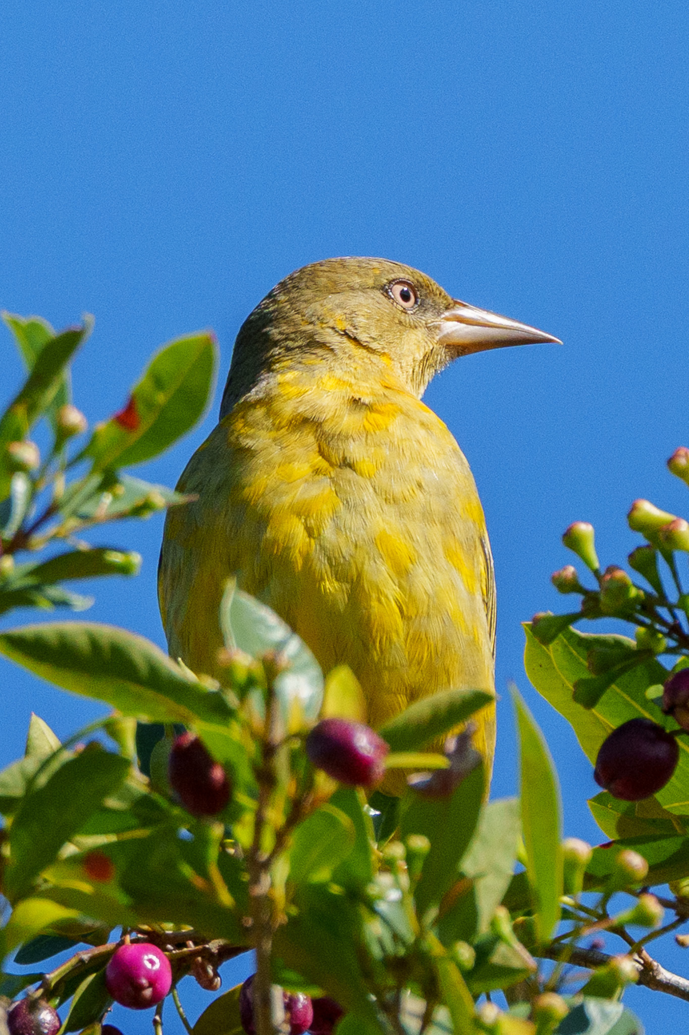 Cape Weaver (Ploceus capensis), photo 8