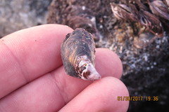 Isognomon californicus