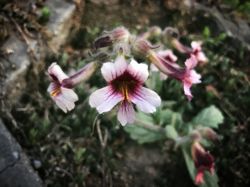 Rehmannia glutinosa, photograph 1