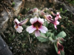 Rehmannia glutinosa