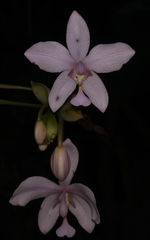 Spathoglottis