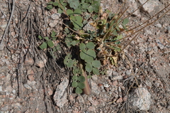 Chesneya nikitinae