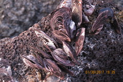 Isognomon californicus