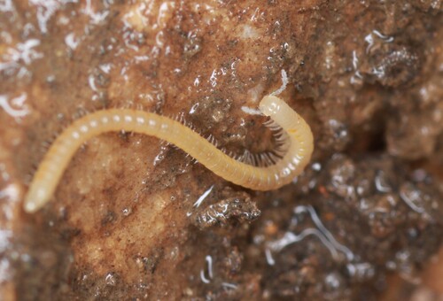 Occitaniulus rouchi