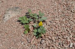 Chesneya nikitinae