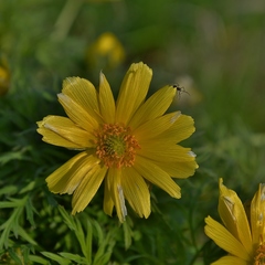 Adonis volgensis