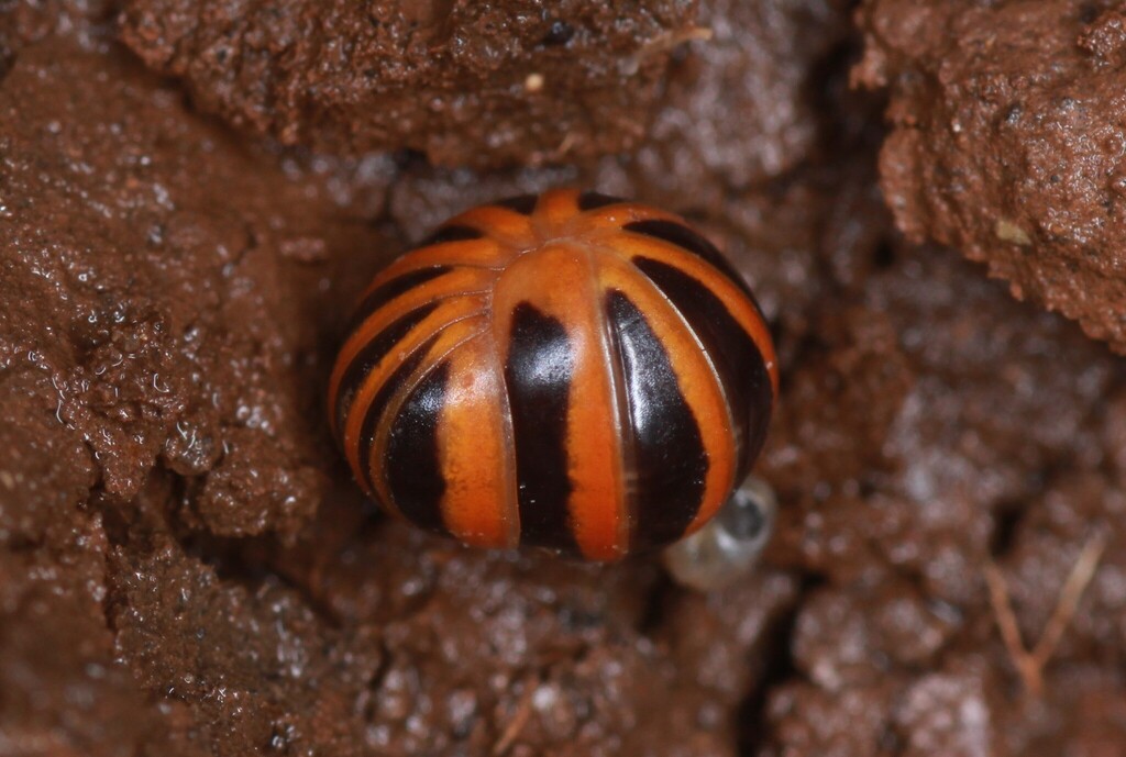 Glomeris annulata