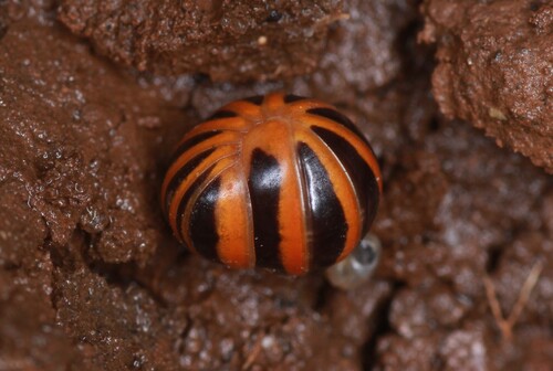 Glomeris annulata