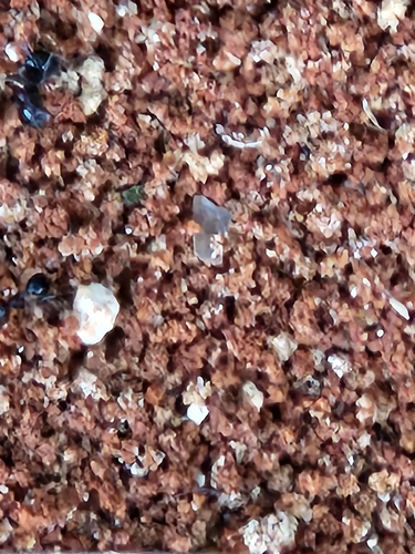 背视图图像 - Ido Gur