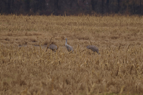 Sandhill Crane photographed in Kentucky