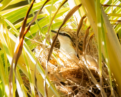 Rufous-backed Wren (Campylorhynchus capistratus), photo 6