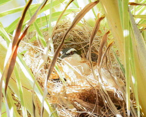 Rufous-backed Wren (Campylorhynchus capistratus), photo 7