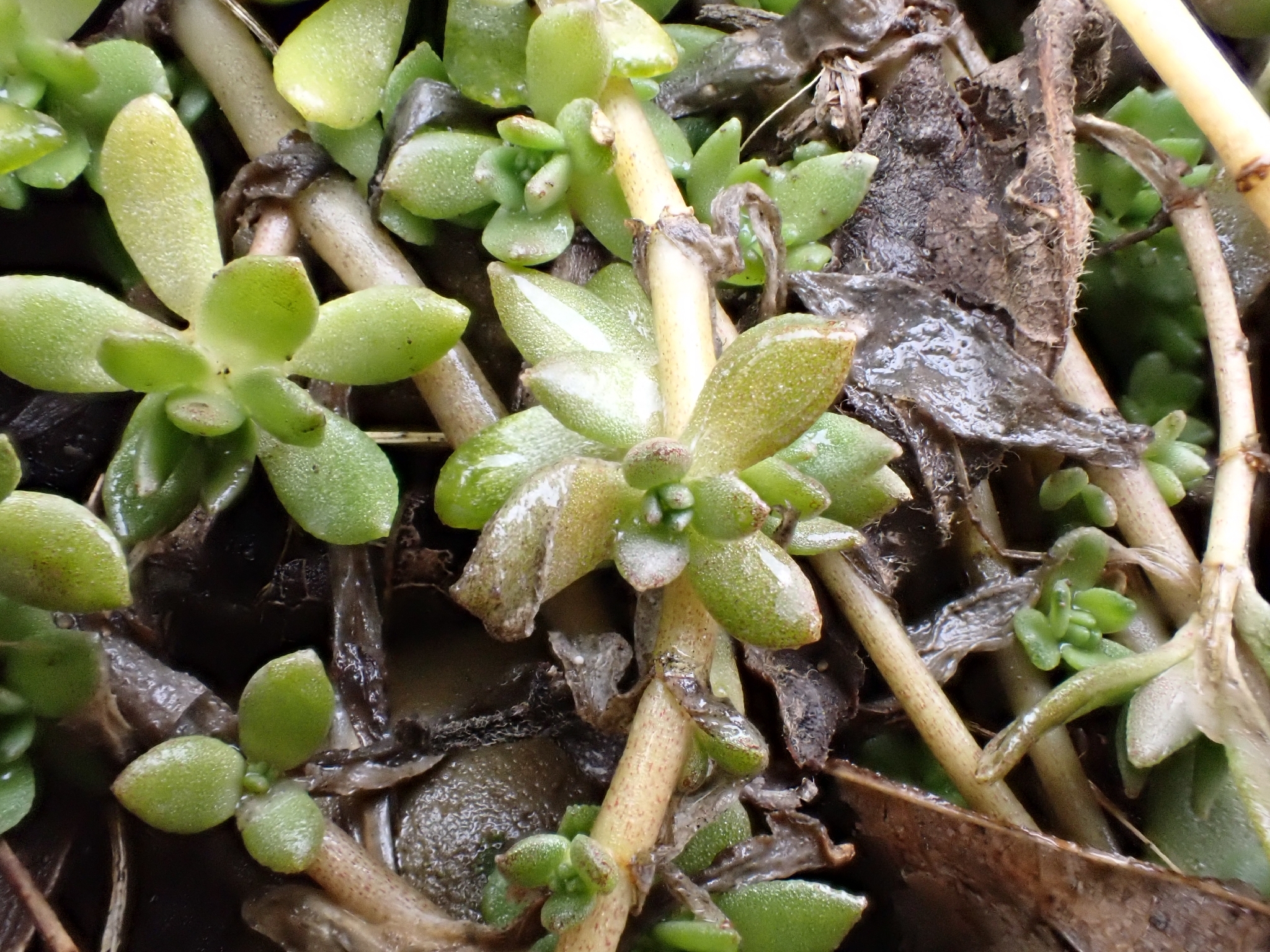 Imagem de sedum