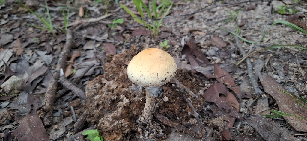 Psilocybe cubensis · February 2026 · photo: © australian-pharmacognosy (iNaturalist, cc-by)