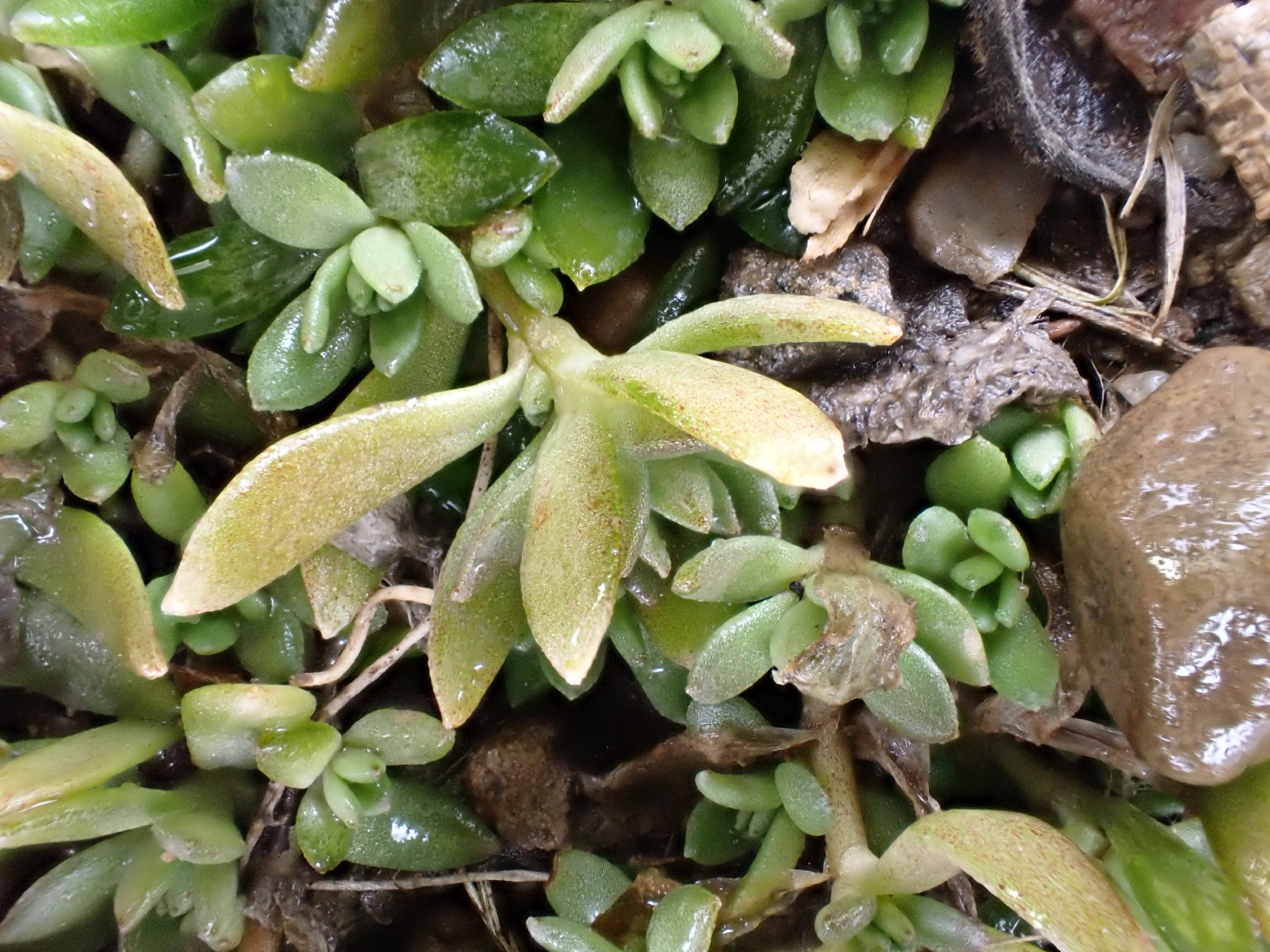 Imagem de sedum
